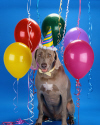 Click here for Gifts for Pets