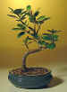 green_island_ficus_small_bb.jpg (39585 bytes)